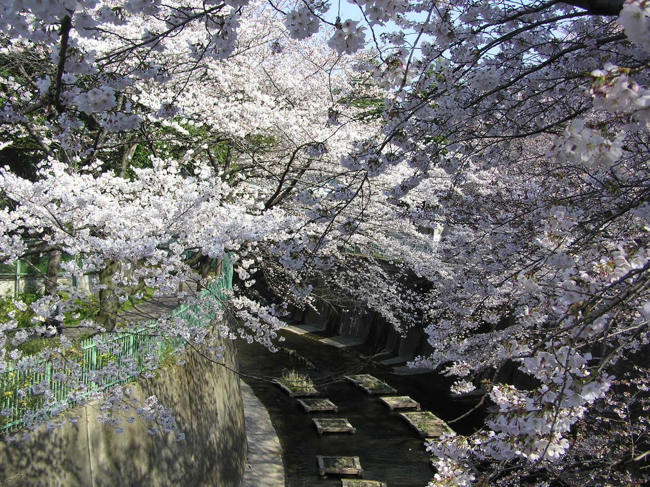 石神井川と桜2P4060062.jpg