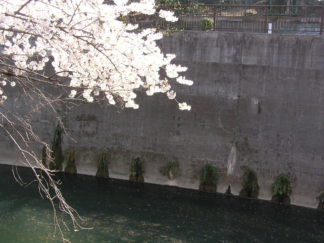 音無川と桜P4060020.jpg